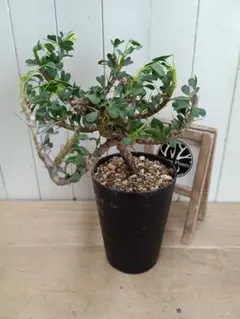 2026年最新】サルコカウロン バンデリエティアエの人気アイテム - メルカリ