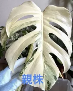 n*a様 特選大株‼️ボルシギアナ&デリシオーサミックスフルミント❣️トップ側‼ 2026年最新】ボルシギアナ ミントの人気アイテム - メルカリ