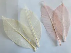 ミニスケルトンリーフ (イエロー、ピンク)