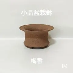 梅香　盆栽鉢 【A】 小品盆栽のサムネイル