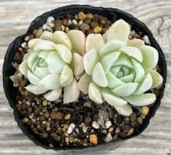 まりまり(小さな花屋さん始めました)様 リクエスト 2点 まとめ商品