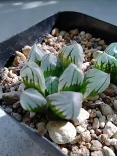 明*子様 ハオルチア　ハオルチアSPP　抜き苗