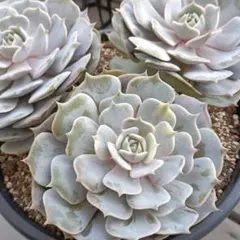 2025年最新】多肉 ローラ錦の人気アイテム - メルカリ