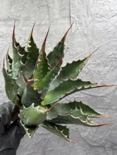 2026年最新】アガベ イランの人気アイテム - メルカリ