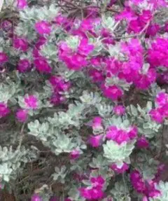 2025年最新】レウコフィルムの人気アイテム - メルカリ