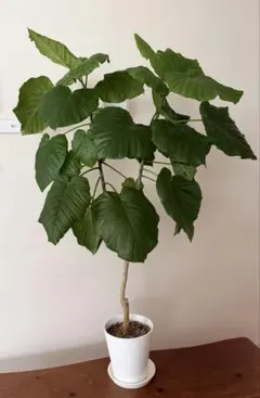 『お引き取り限定』　フィカス ウンベラータ 観葉植物のサムネイル