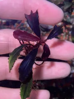 ブセファランドラspゴーストカリマンタン 群生株 大株 分岐株 5株あり