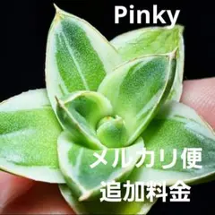 ⭐*️様 【アガベ】ピンキー afffc9588cddfba4053586727af4d8