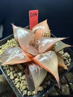 89a 多肉植物 ハオルチア 虎実生苗 自家繁殖 鉢植え発送 - メルカリ