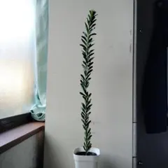 lotta様 リクエスト 2点 まとめ商品