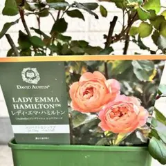 バラ苗 レディエマハミルトン 廃盤 イングリッシュローズ苗 薔薇苗 強