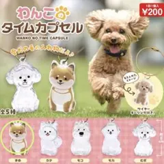 【新品✴︎匿名配送✴︎おまとめでお値引き◎】わんこのタイムカプセル まめ