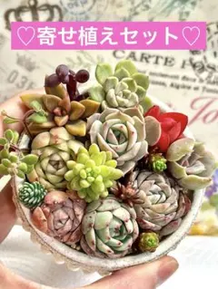 2026年最新】多肉植物エケベリア寄せ植えセット多肉弁当の人気アイテム