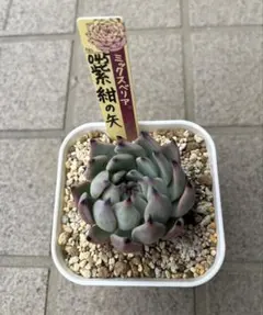 ミックスベリア 紫紺の矢　抜き苗