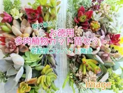 宅配便コンパクト☆お徳用 多肉植物 カット苗セット