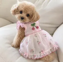 様 Marvel x Picone コラボ犬服 サイズS - メルカリ