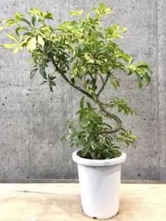 ♪シェフレら グランディ曲がり♪ 8号直径約24㎝ 鉢底から葉先まで約