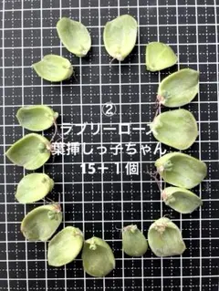 ②多肉植物♡ラブリーローズ♡ 葉挿しっ子ちゃん15＋１個（合計１６個）