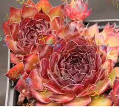 センペルビウム 輸入 ドイツAlsterapfel センペルビウム 'ピップ' – Surreal Succulents