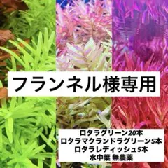 【フランネル様専用】グリーン20本、マクランドラグリーン5本、レディッシュ5本