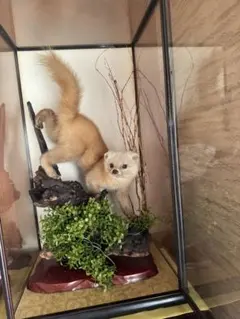 2026年最新】テン 剥製の人気アイテム - メルカリ