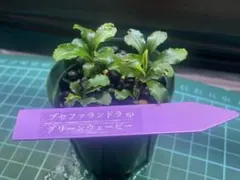 2026年最新】bucephalandraの人気アイテム - メルカリ