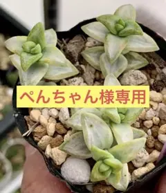 ぺんちゃん様 リクエスト 2点 まとめ商品