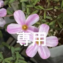 虹様 リクエスト 2点 まとめ商品