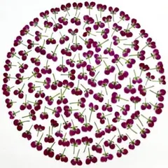 アリッサム 赤系 60輪 押し花 素材 花材