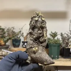 ムランジーニョ　ソフビランタン　バリエム　鉢　ムランジーナ　塊根植物　塊獣ソフビ ユーフォルビア ムランジーナ 【発根済み】HK2402406 (T