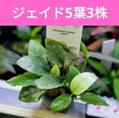 プリン様 リクエスト ３点 まとめ商品