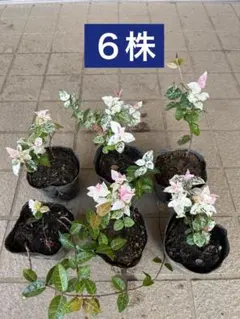 ハツユキカズラ（初雪葛）苗　６株のサムネイル