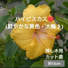 2段咲きハイビスカス⑥ フラミンゴ オレンジ色 挿し木苗 - メルカリ