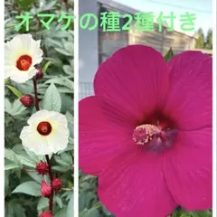 norichan様 リクエスト 2点 まとめ商品