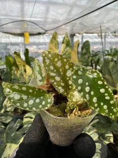 断捨離中様 リクエスト 3点 まとめ商品