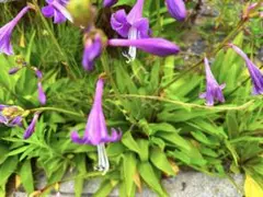 【山野草】カタクリ（片栗）・100球（来春開花見込み球） 山野草】カタクリ（片栗）・大球30球（来春開花見込み球） - メルカリ