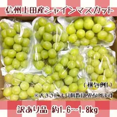 【ご予約/訳あり品】信州上田産シャインマスカット 約1.6〜1.8kg