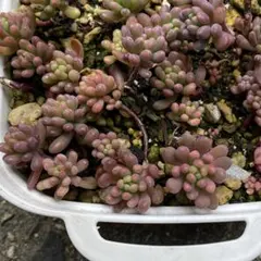 はるなち様 リクエスト 4点 まとめ商品