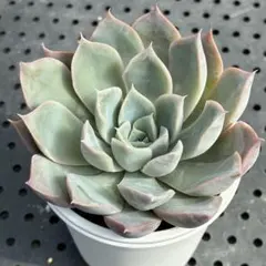 多肉植物　エケベリア ハルビンゲリラパス×オリオン