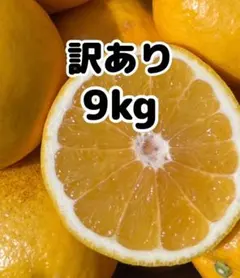愛媛県産 みかん 訳あり 河内晩柑 箱込9kg 柑橘 ミカン 果物のサムネイル