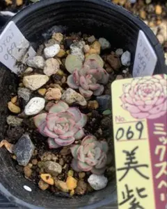 多肉植物寄せ植えセット② おらいさん苗 4種 ミックスベリア - メルカリ