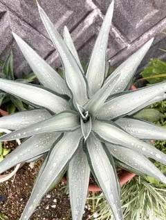 2025年最新】デスメティアーナ クイックシルバーの人気アイテム