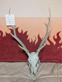 2025年最新】鹿 角 スカルの人気アイテム - メルカリ