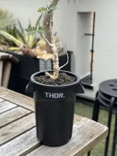 ペラルゴニウム ミラビレ THOR鉢 塊根植物 ペラルゴニウム ミラビレ THOR鉢 塊根植物 - メルカリ