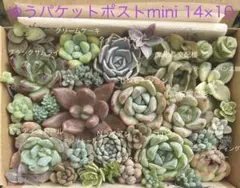 2026年最新】多肉植物エケベリア寄せ植えセット多肉弁当の人気アイテム