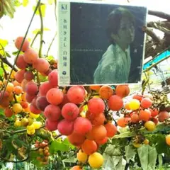 風 と 睡蓮