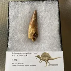 2025年最新】歯 スピノサウルスの人気アイテム - メルカリ