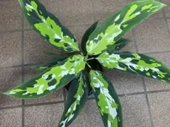 珍品 Aglaonema nitidum 'White Stem' アグラオネマ - メルカリ