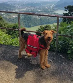 Item thumbnail for item 18b8d010-ccfc-41ac-87b7-baef69c8a80a