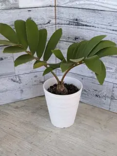 ザミア・フルフラケア（メキシコソテツ） 美株 希少種 観葉植物 希少】ザミア・フルフラケア/メキシコソテツ8号Zamia furfuracea 2頭